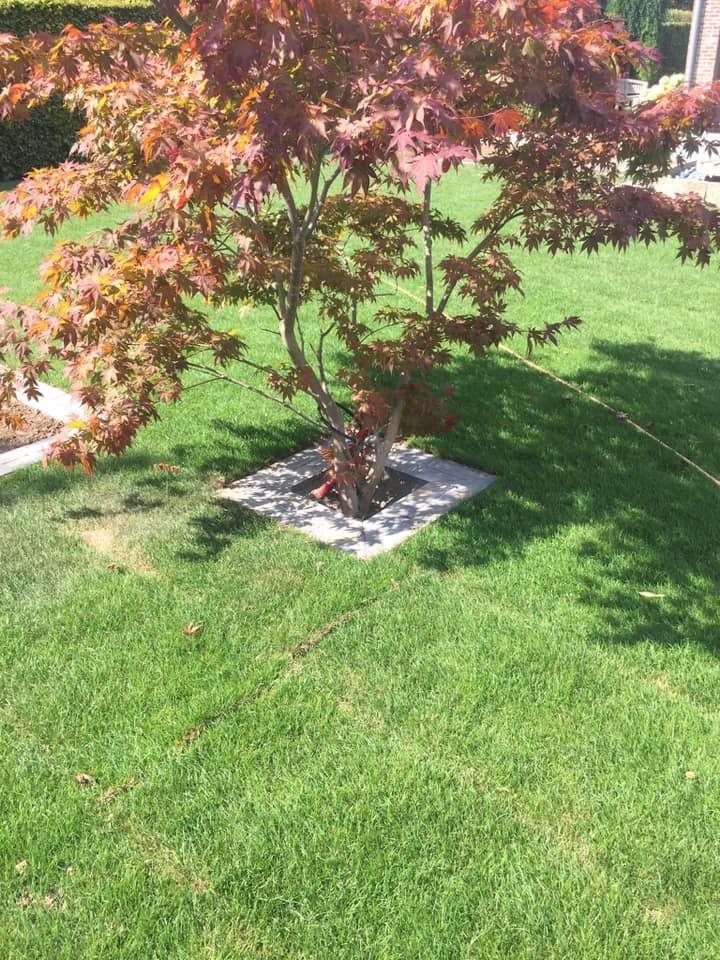 Gazon met Japanse esdoorn