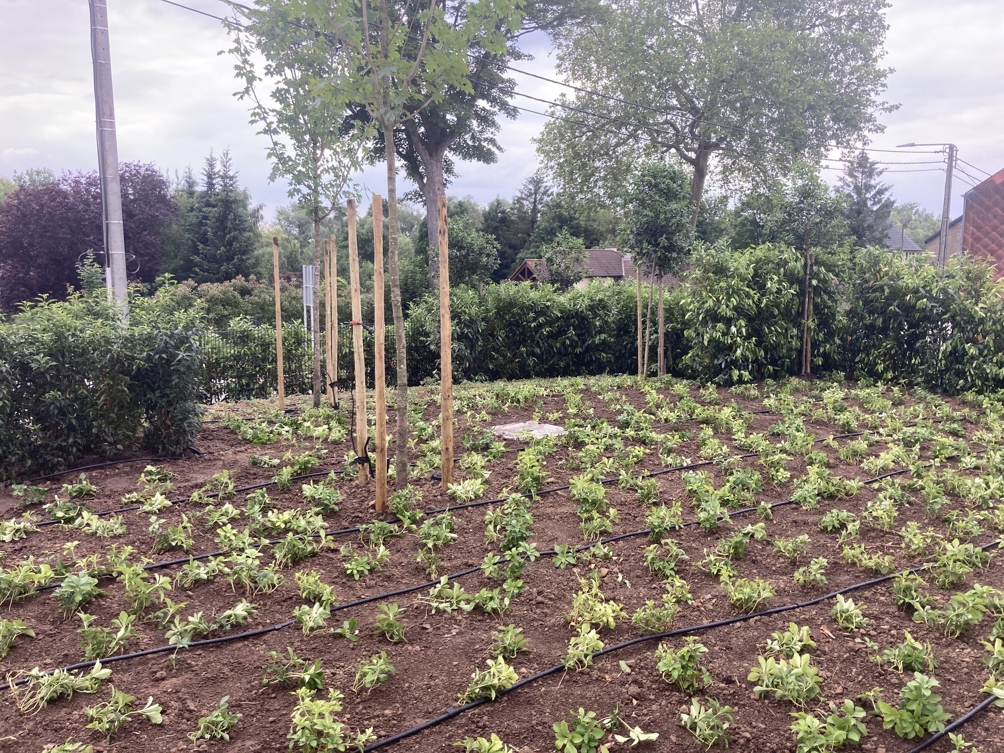 Professioneel tuinonderhoud