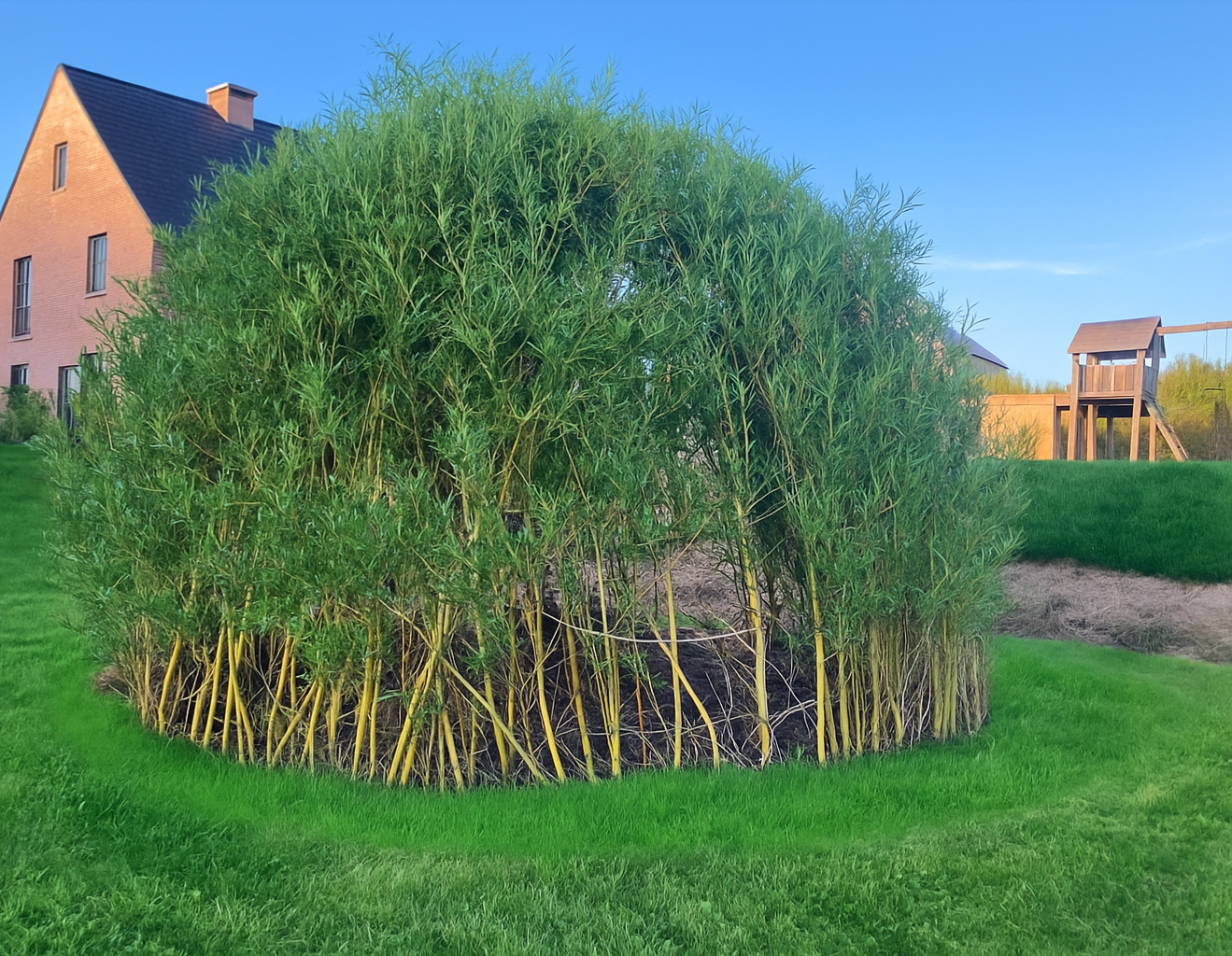 Koepel van levende wilgen